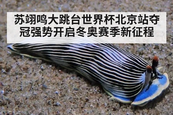 苏翊鸣大跳台世界杯北京站夺冠强势开启冬奥赛季新征程